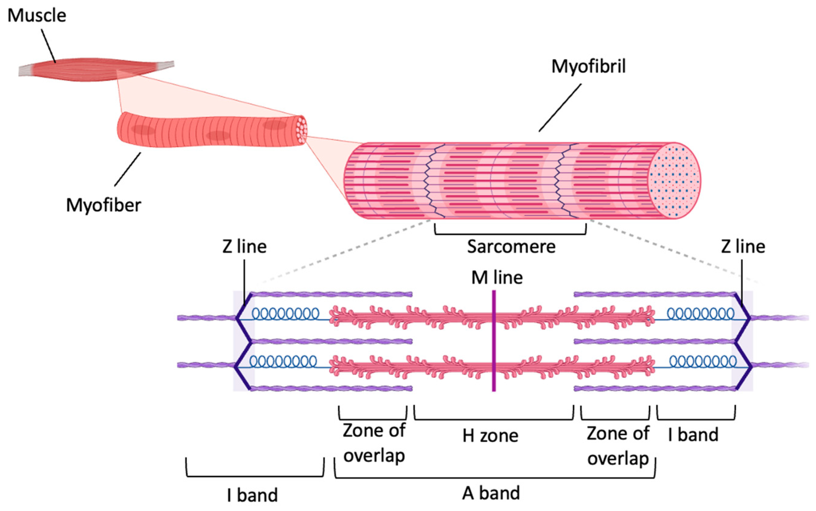 Biomolecules 14 00069 g002 Biomolecules 14 00069 g002