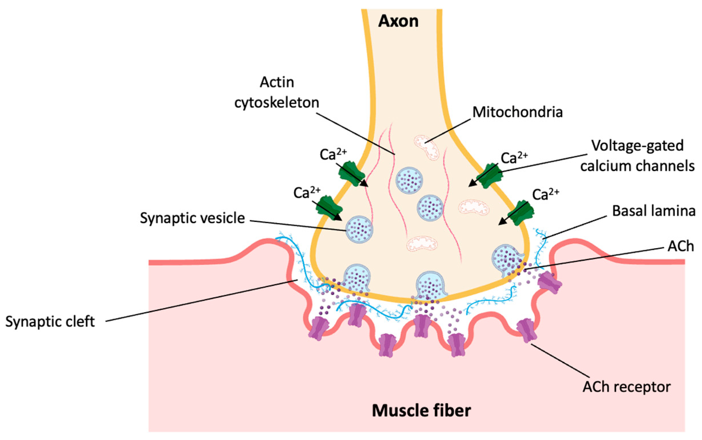 Biomolecules 14 00069 g003 Biomolecules 14 00069 g003