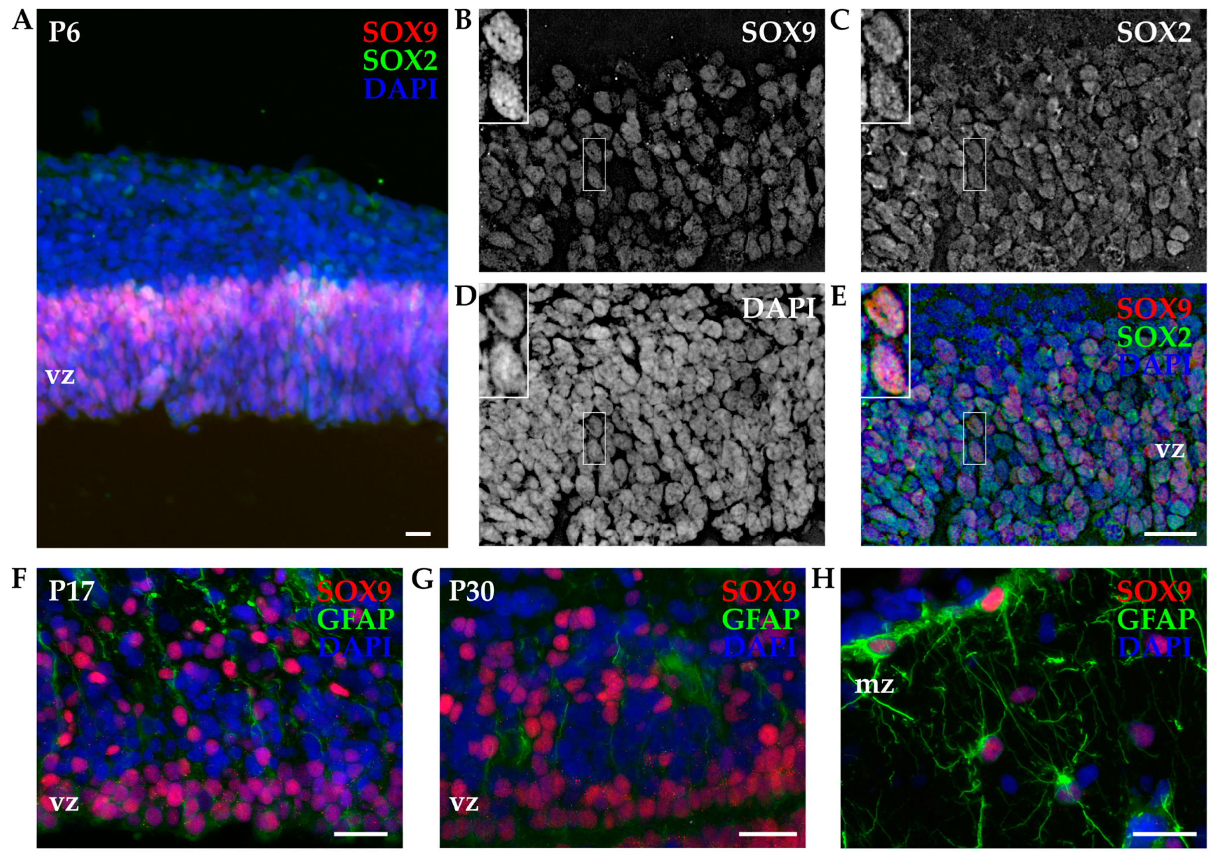 Biomolecules 14 00070 g006 Biomolecules 14 00070 g006