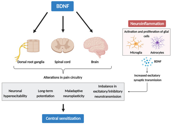 The Role of the Brain-Derived Neurotrophic Factor in Chronic