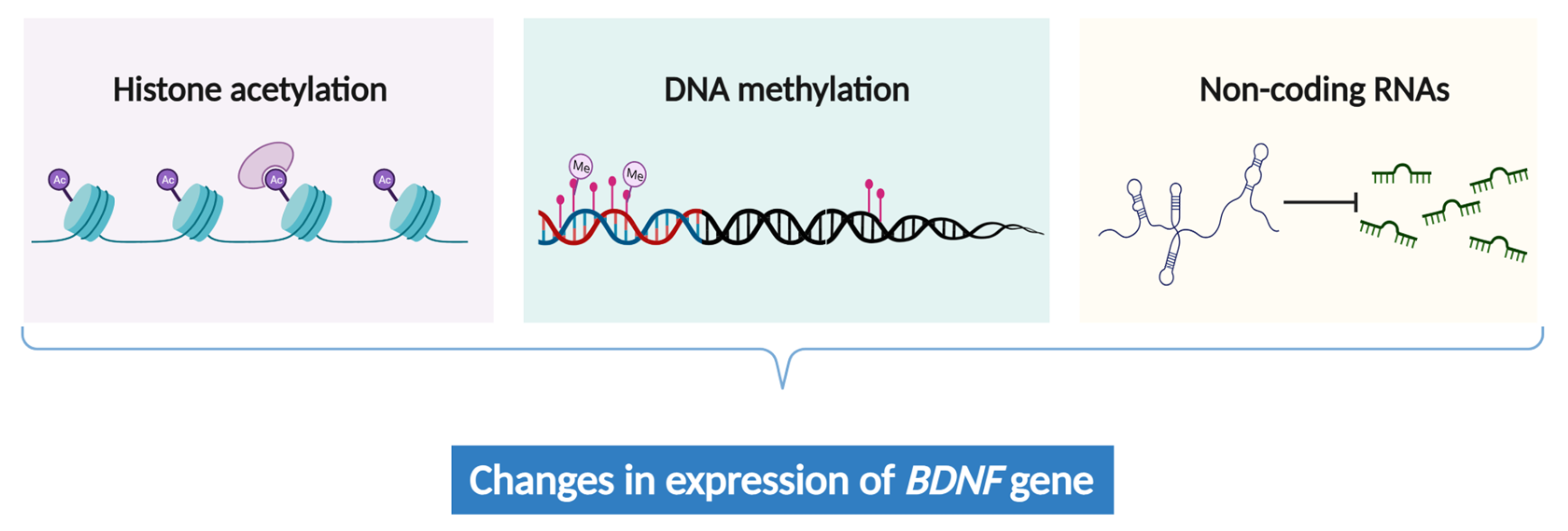 【kanmi】 The role of ubiquitination and deubiquitination in cancer