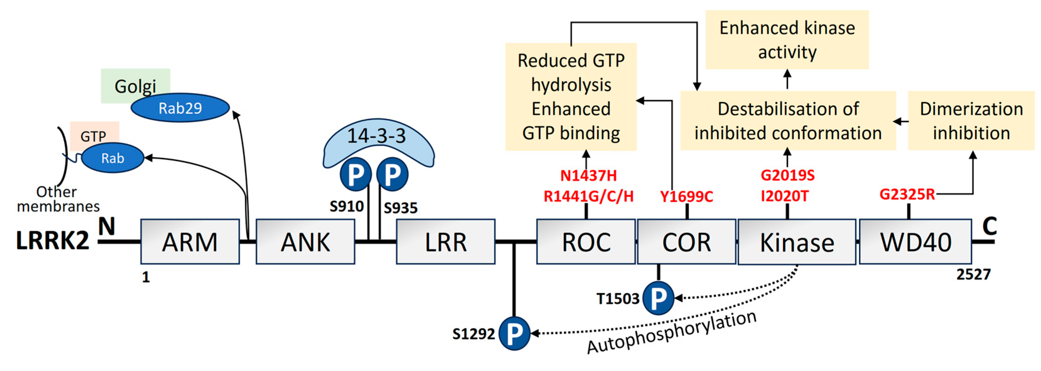 Advancements in Genetic and Biochemical Insights: Unraveling