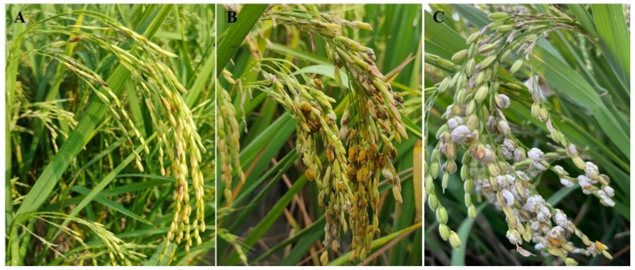 Biomolecules 14 00079 g001