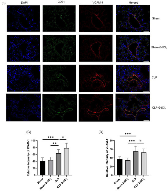 Kupffer Cell Inactivation Alters Endothelial Cell Adhesion