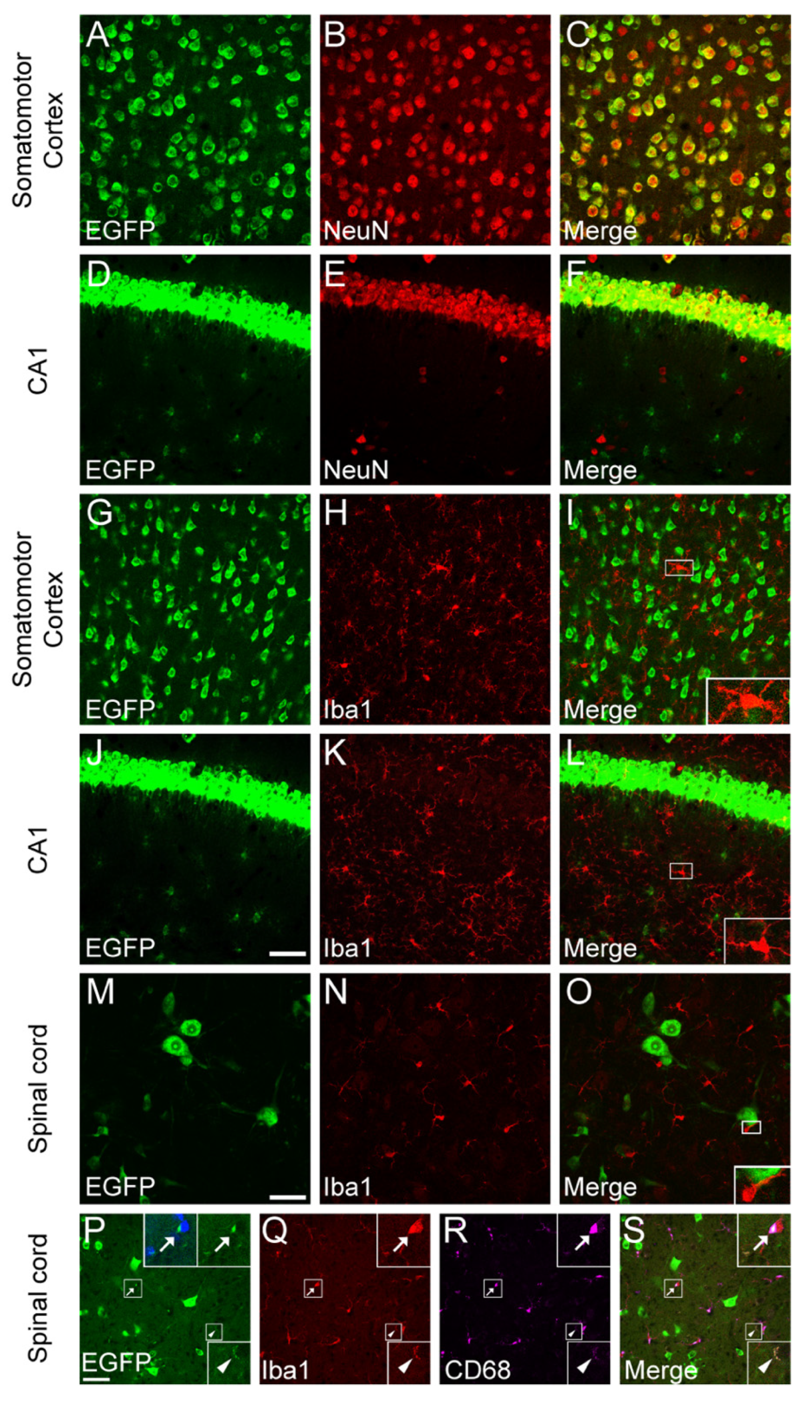 Biomolecules 14 00091 g001