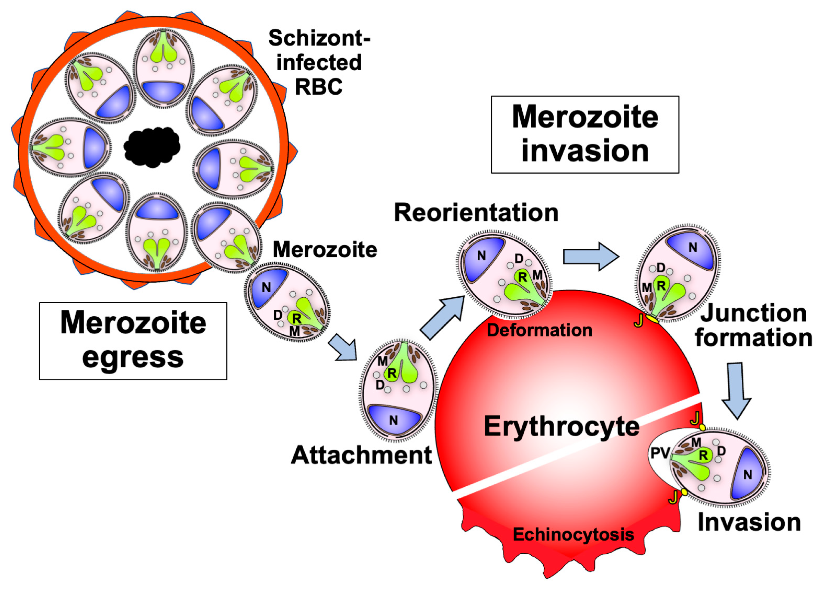 Biomolecules 14 00100 g002