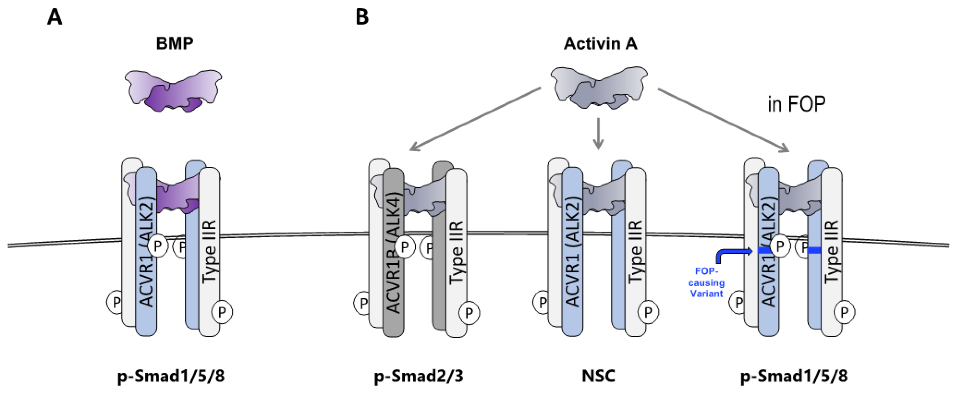Biomolecules 14 00101 g002