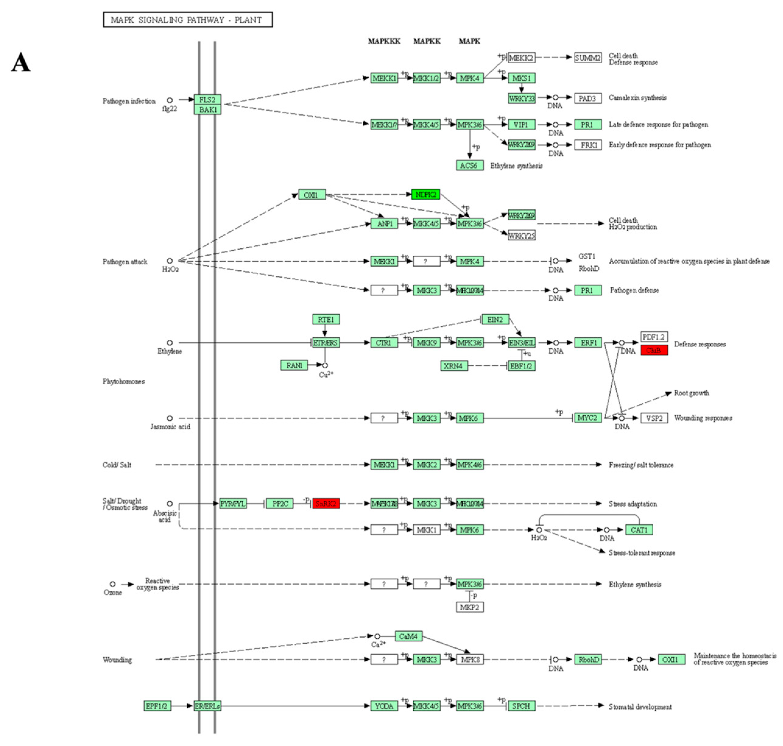 Biomolecules 14 00109 g004a Biomolecules 14 00109 g004a