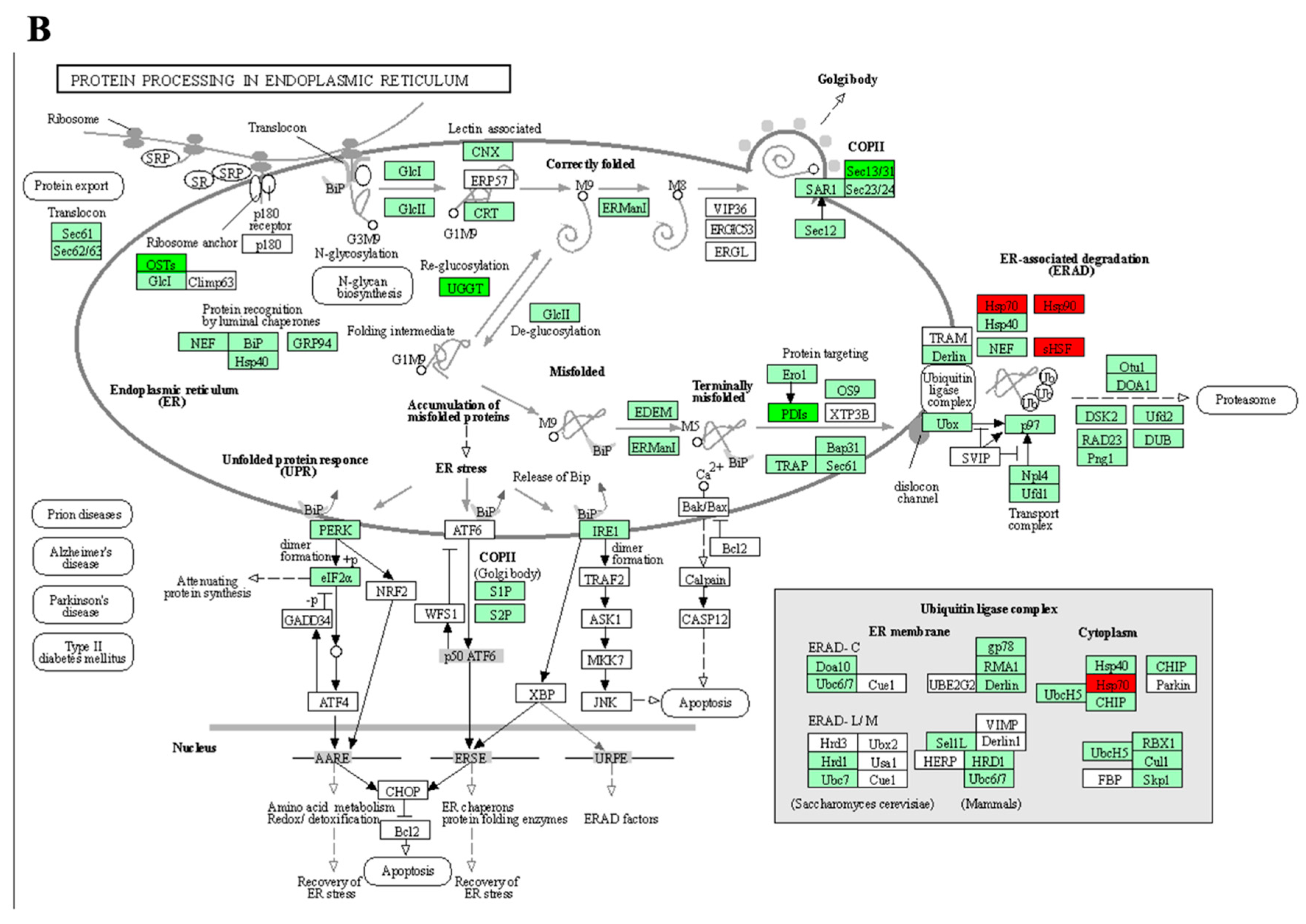 Biomolecules 14 00109 g004b Biomolecules 14 00109 g004b