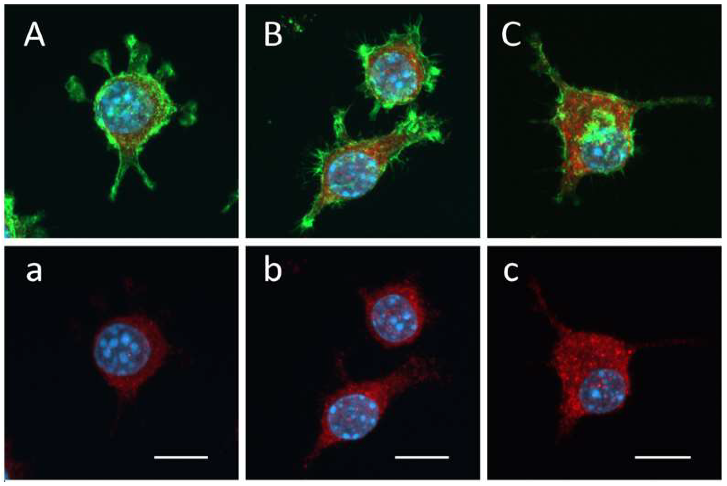 Biomolecules 14 00112 g005
