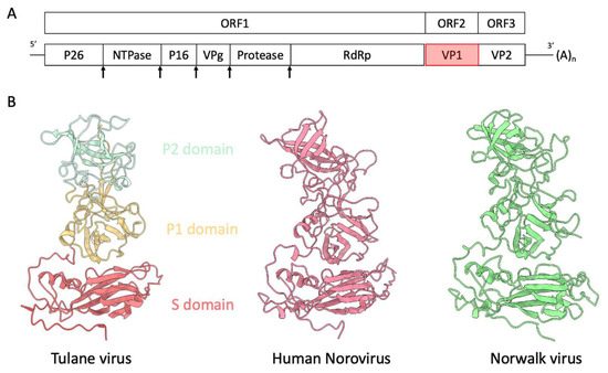 Distinct dissociation rates of murine and human norovirus P