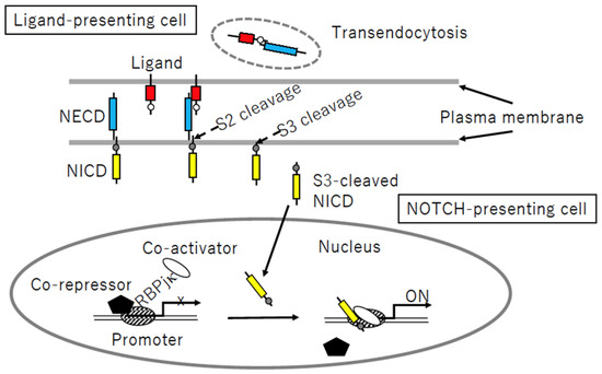 DCC(ディープチェンジクレアチン） Progress to Clarify How NOTCH3 Mutations Lead to CADASIL, a