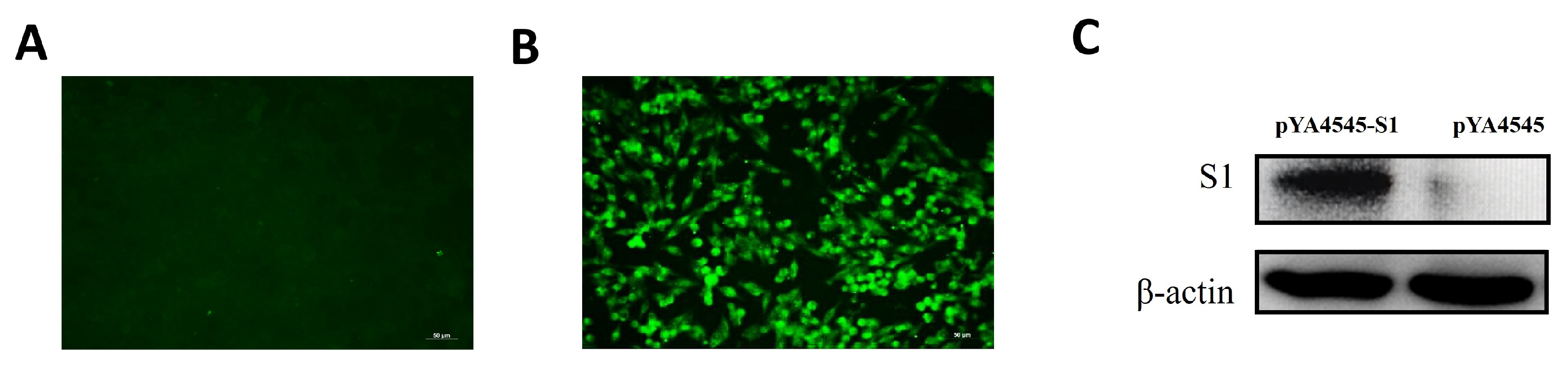 Biomolecules 14 00133 g003