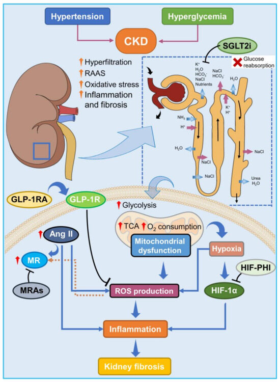 Kidney Fibrosis and Oxidative Stress: From Molecular