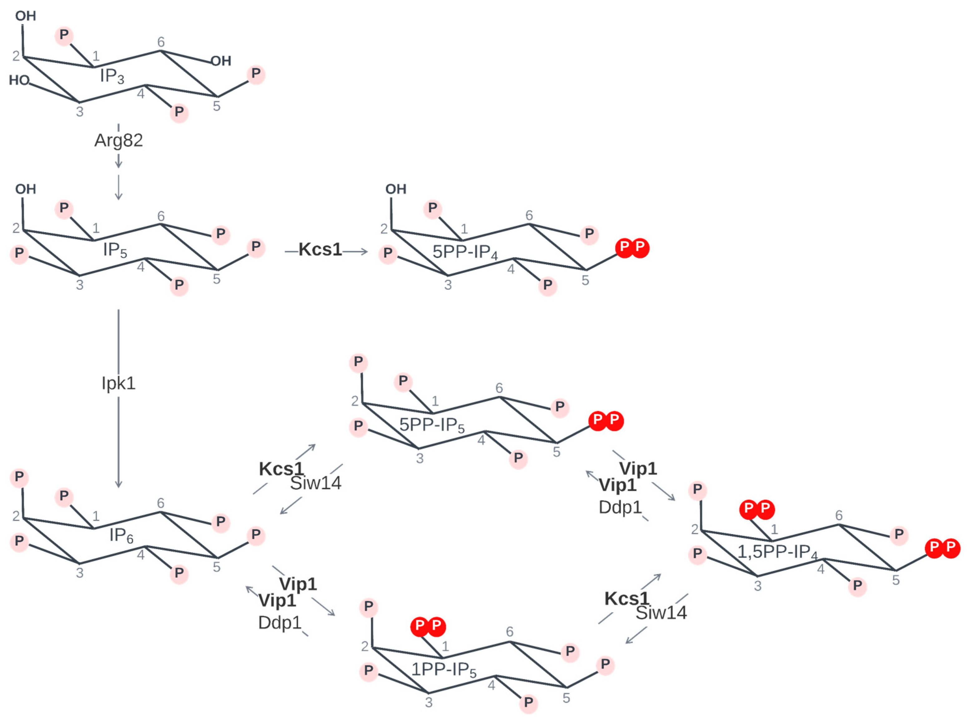Biomolecules 14 00152 g002 Biomolecules 14 00152 g002