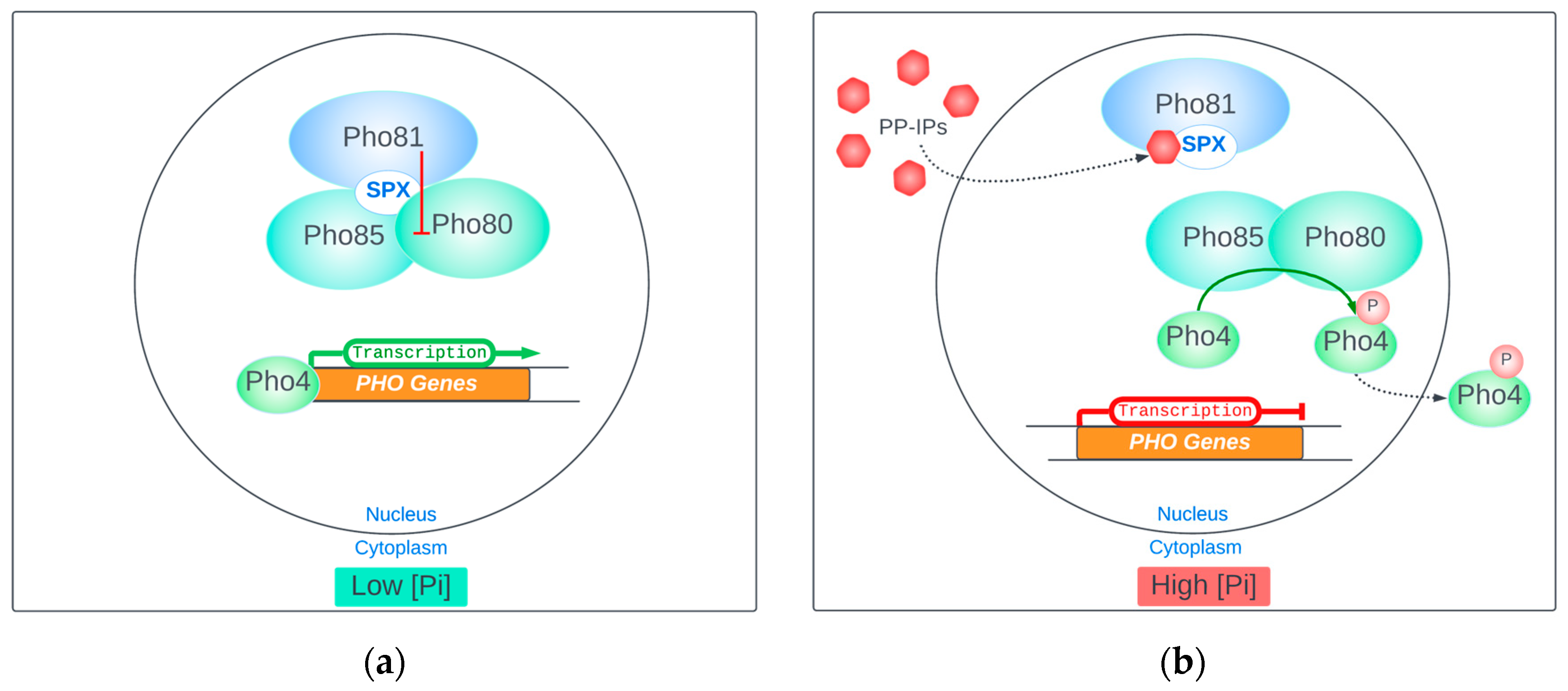 Biomolecules 14 00152 g003 Biomolecules 14 00152 g003