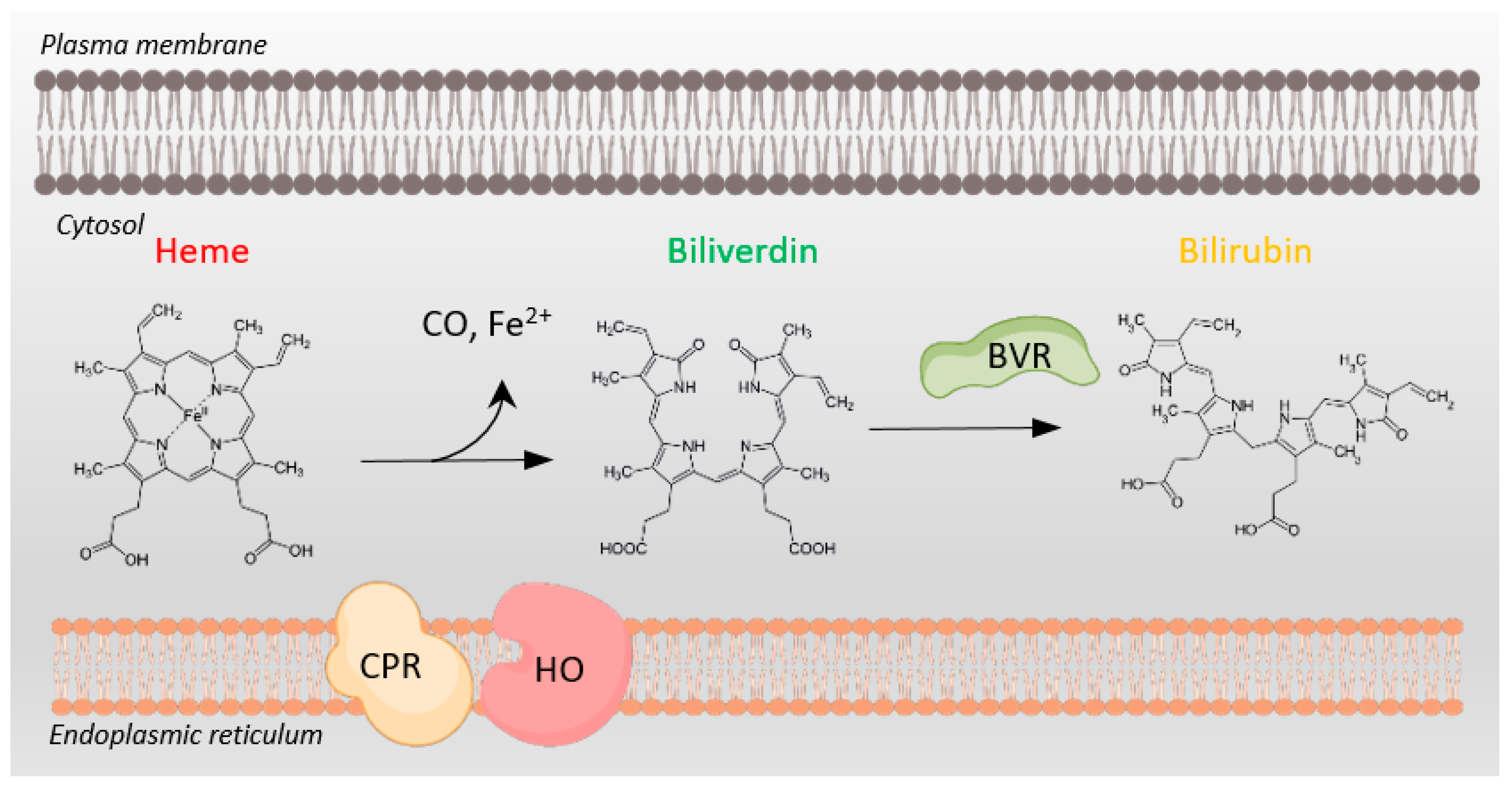 Biomolecules 14 00155 g001