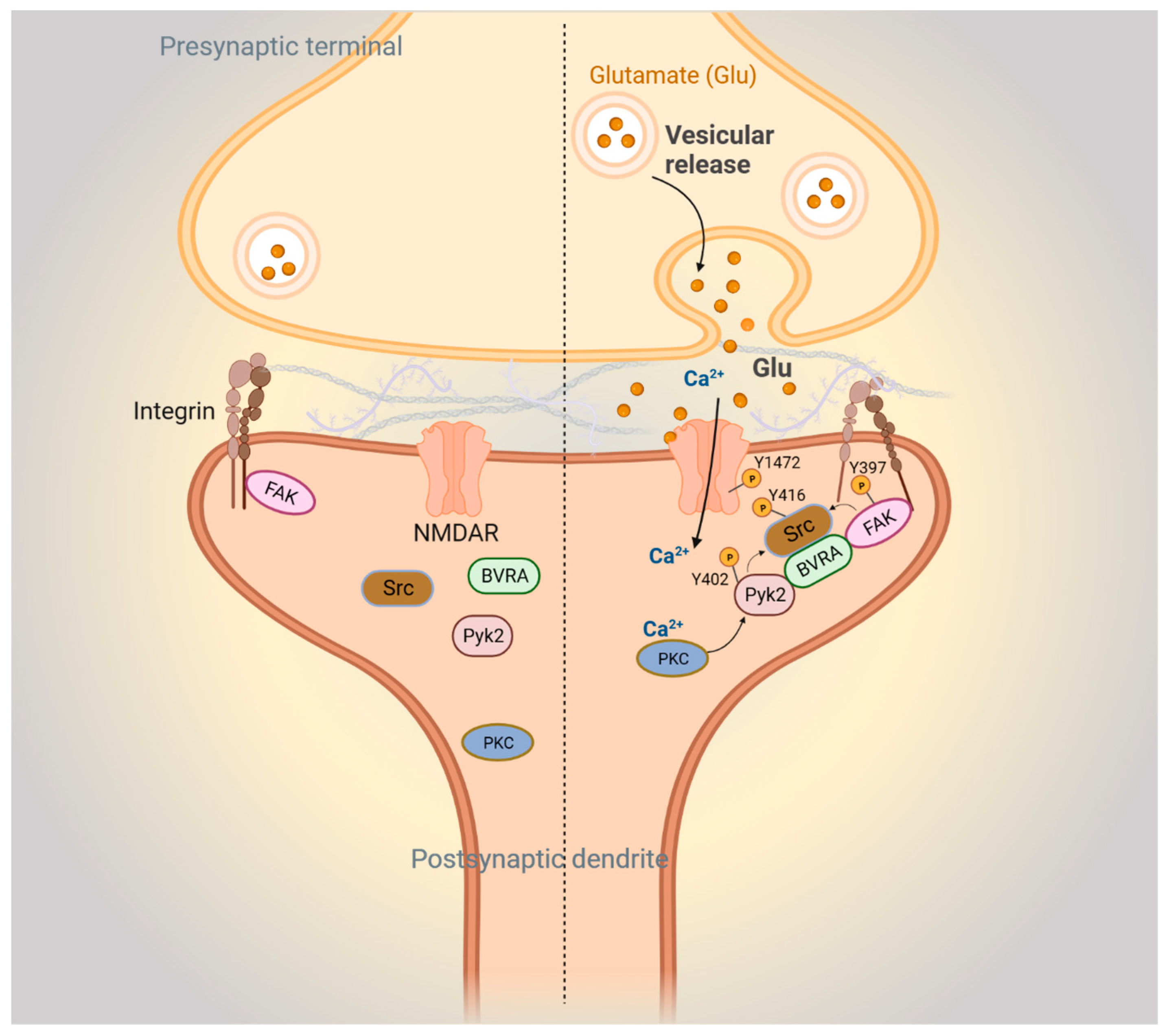 Biomolecules 14 00155 g004