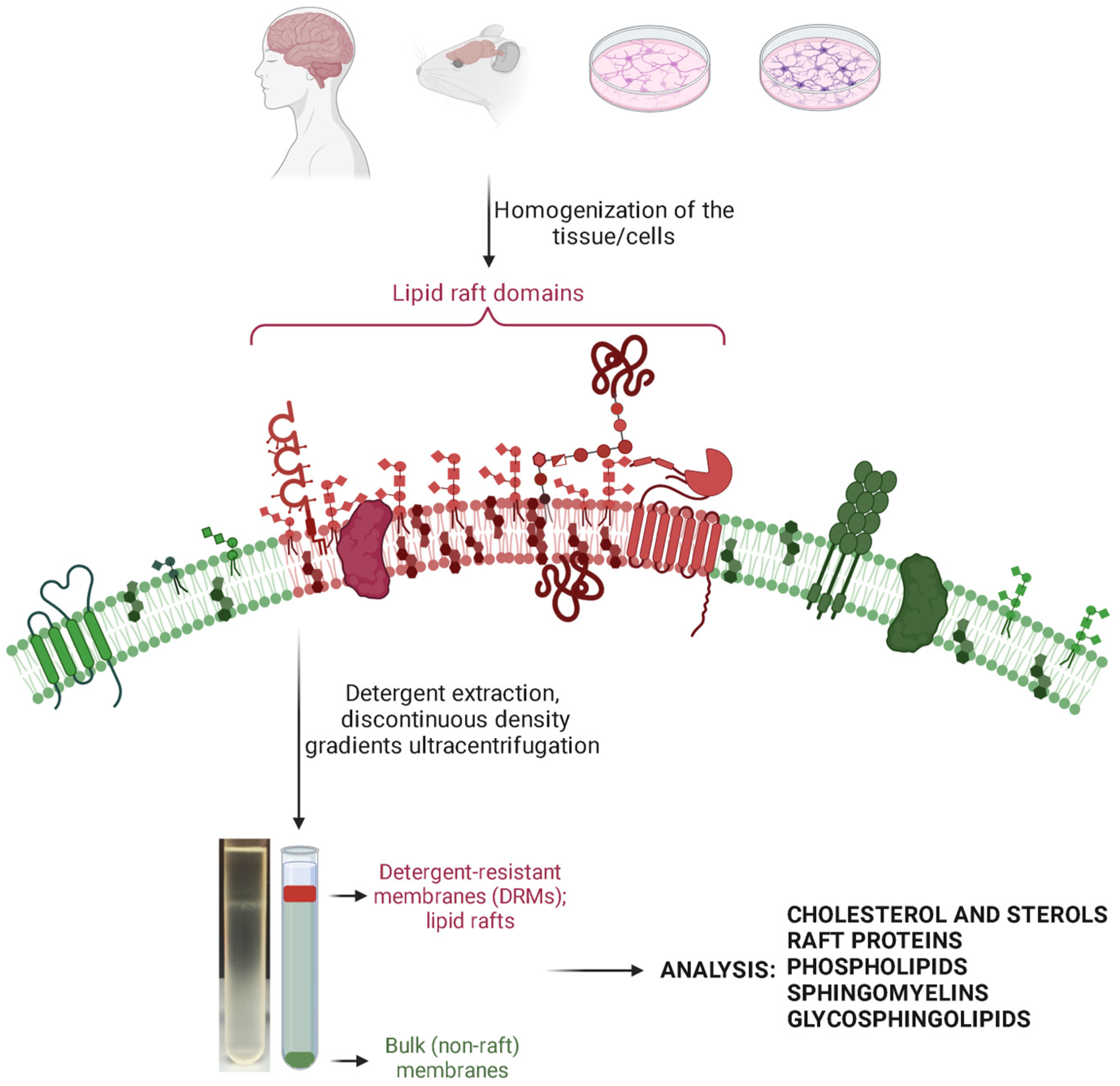 Biomolecules 14 00156 g001