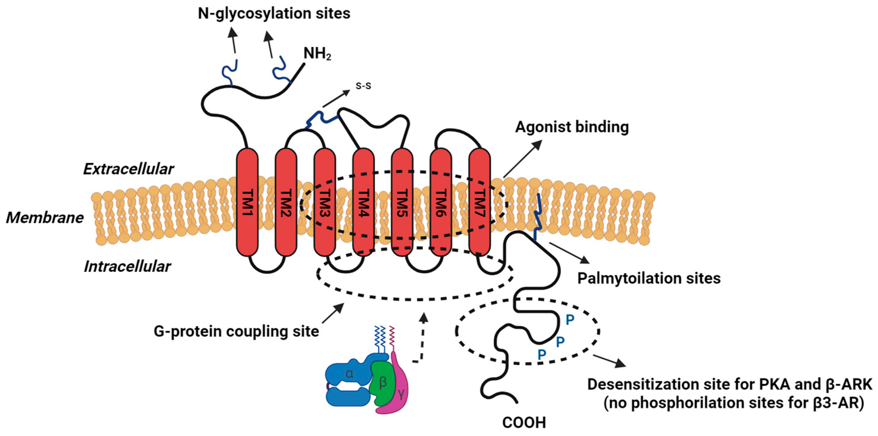 Biomolecules 14 00159 g001 Biomolecules 14 00159 g001