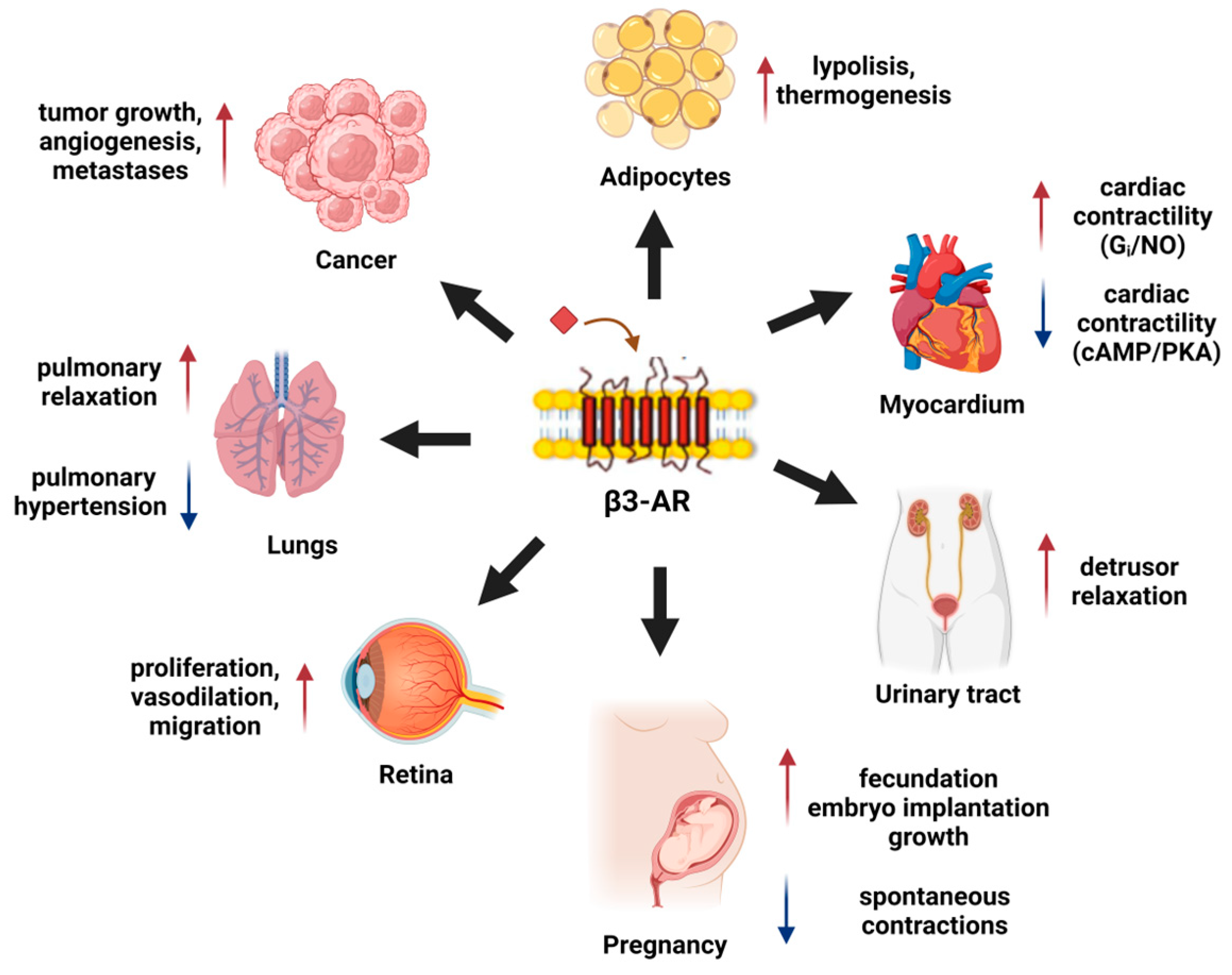 Biomolecules 14 00159 g003 Biomolecules 14 00159 g003