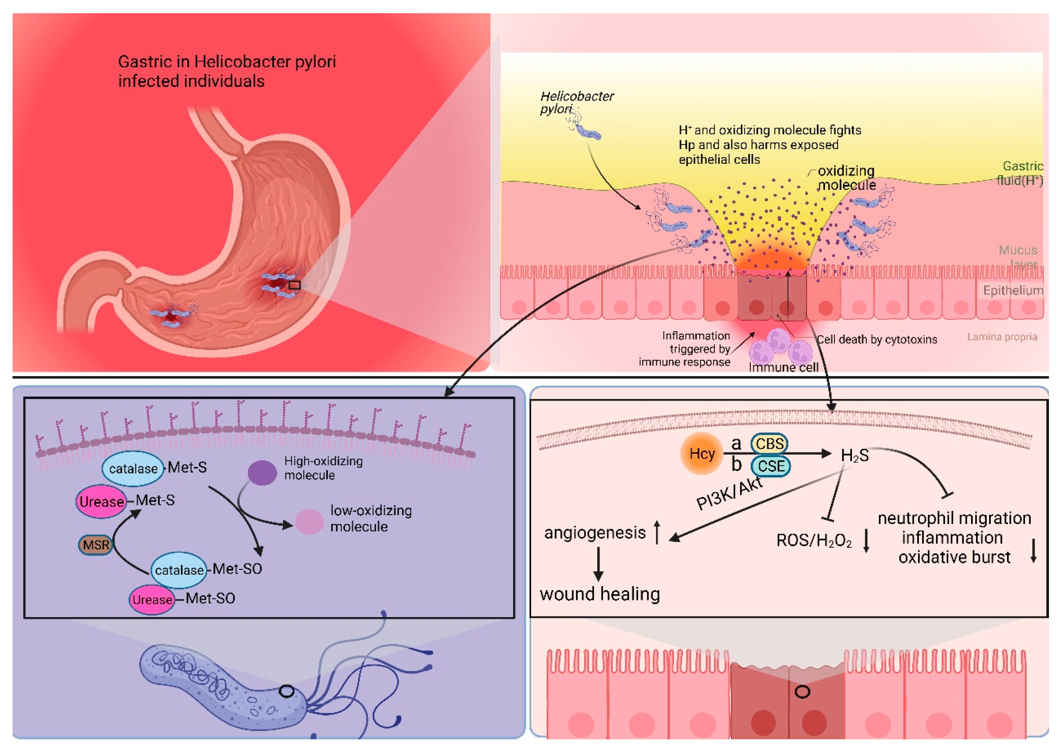 Biomolecules 14 00161 g002