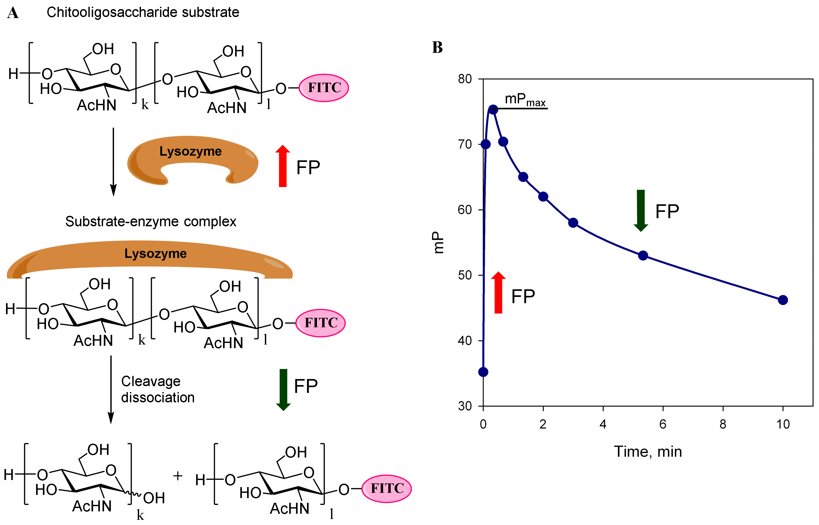Biomolecules 14 00170 g006