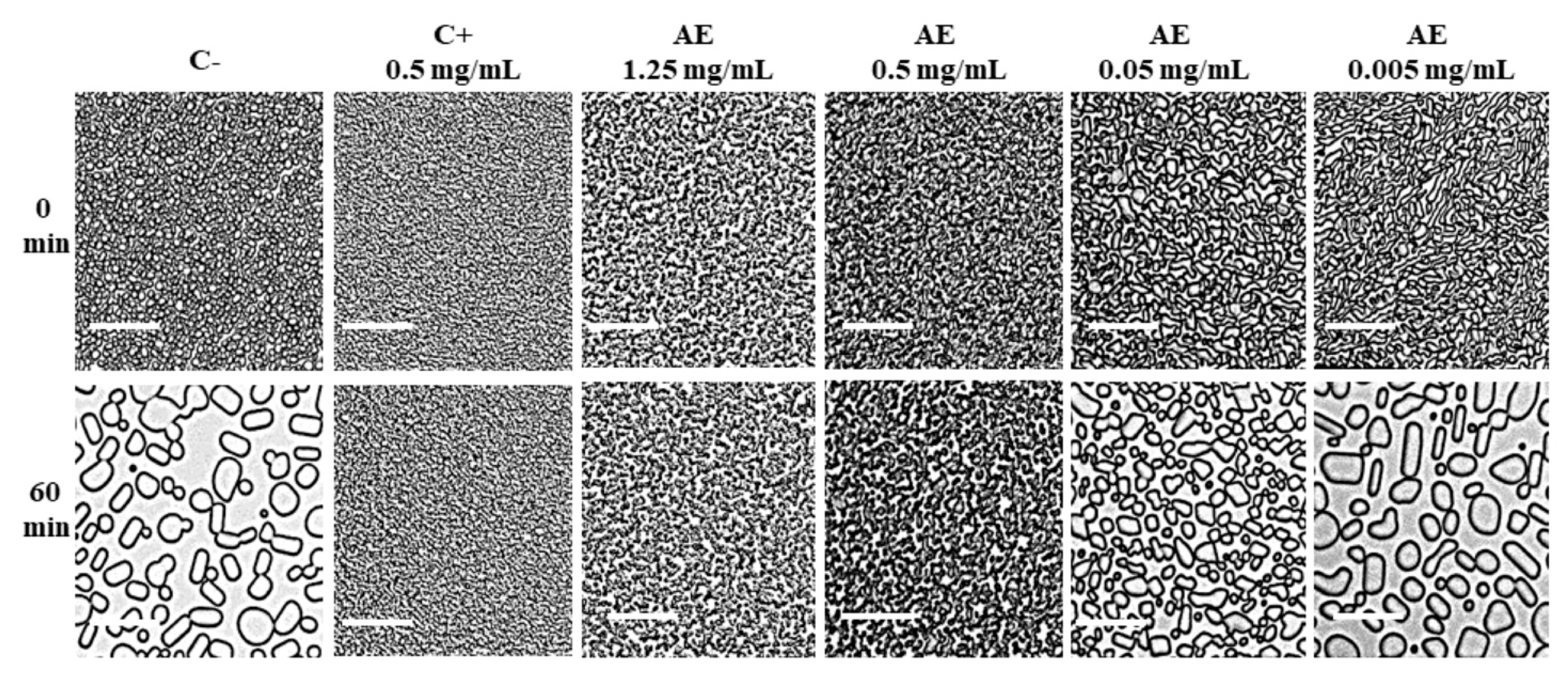 Biomolecules 14 00174 g001
