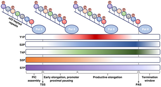Mechanisms and Functions of the RNA Polymerase II General Transcription ...