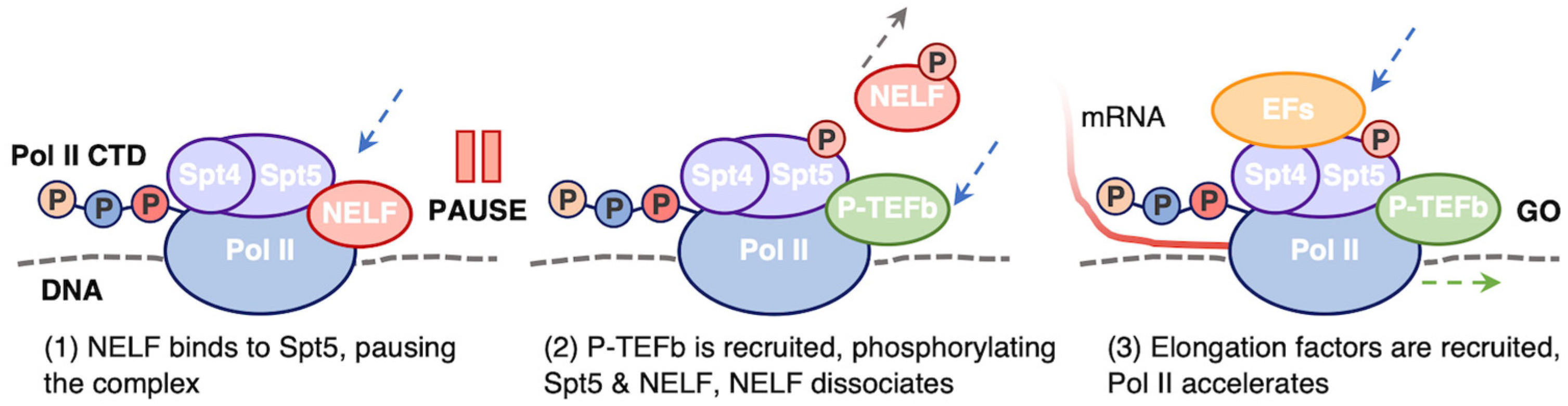 Biomolecules 14 00176 g003 Biomolecules 14 00176 g003