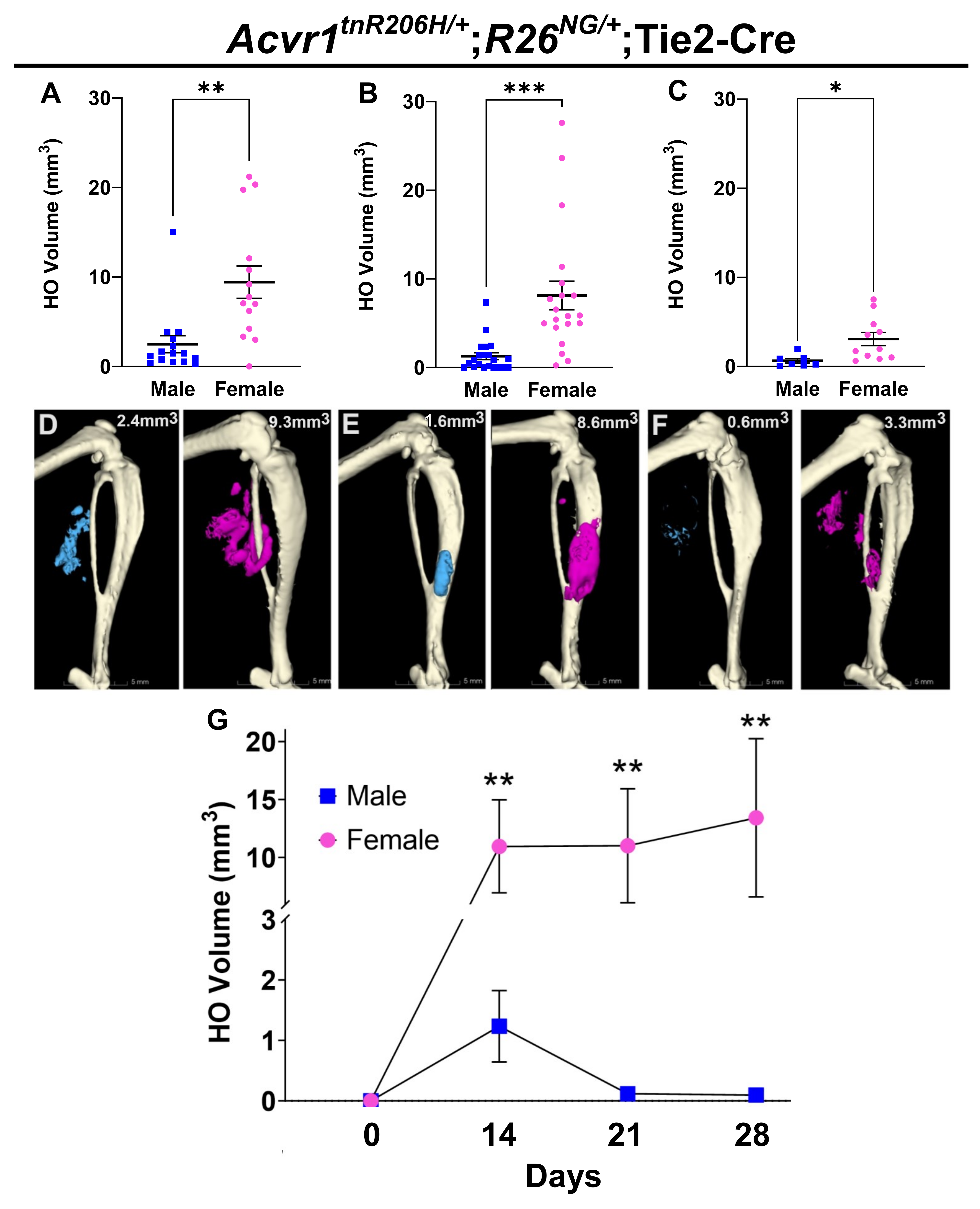 Çoraptan bone yapmak