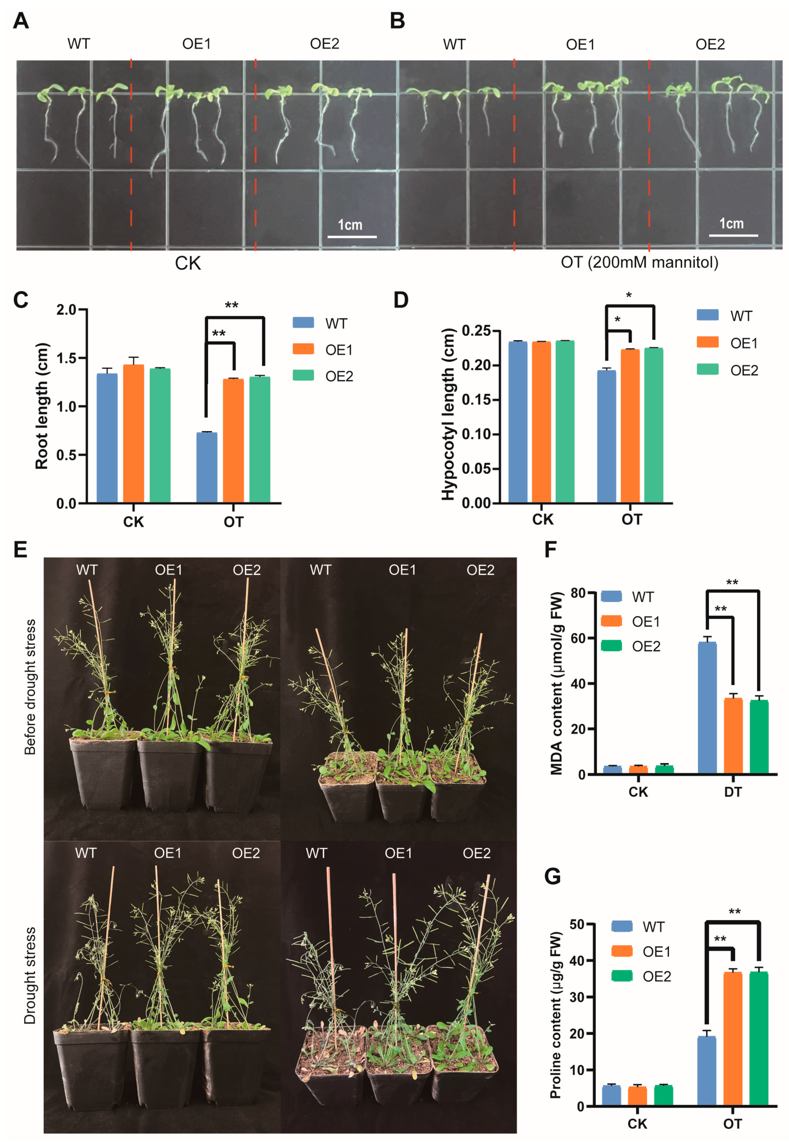 Biomolecules 14 00182 g008