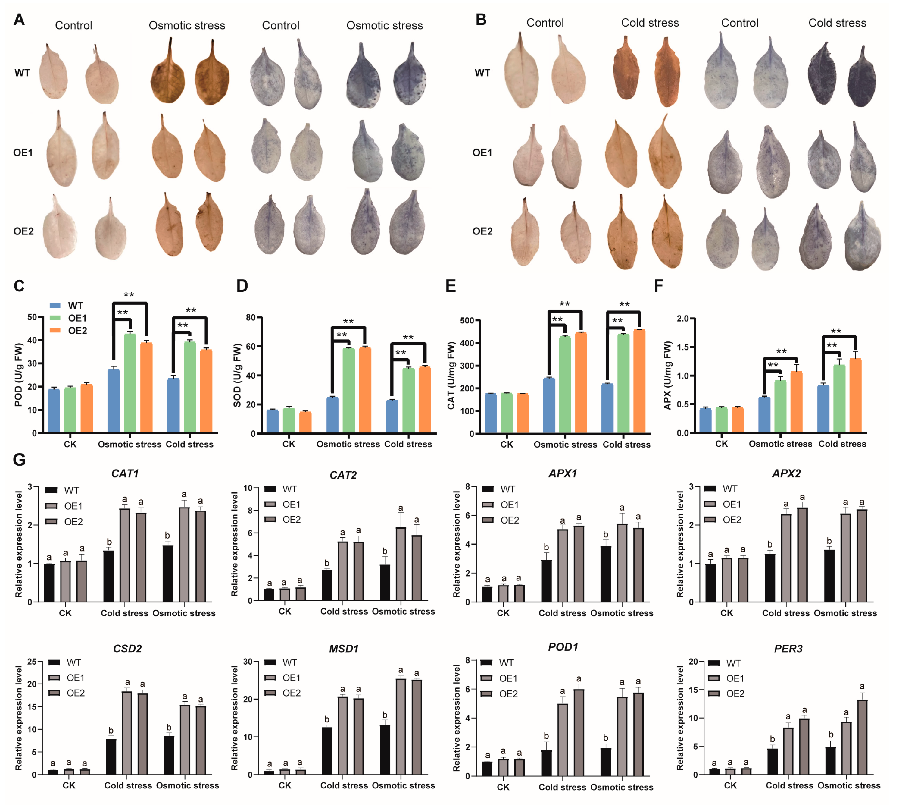 Biomolecules 14 00182 g010
