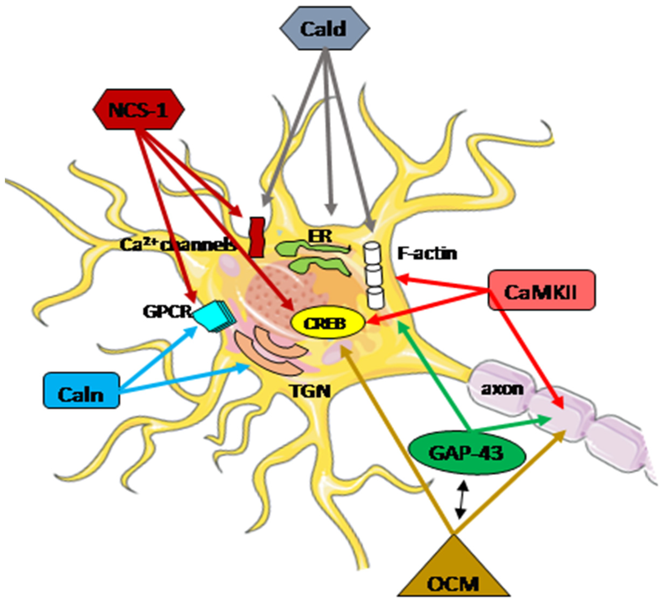 Biomolecules 14 00183 g003 Biomolecules 14 00183 g003