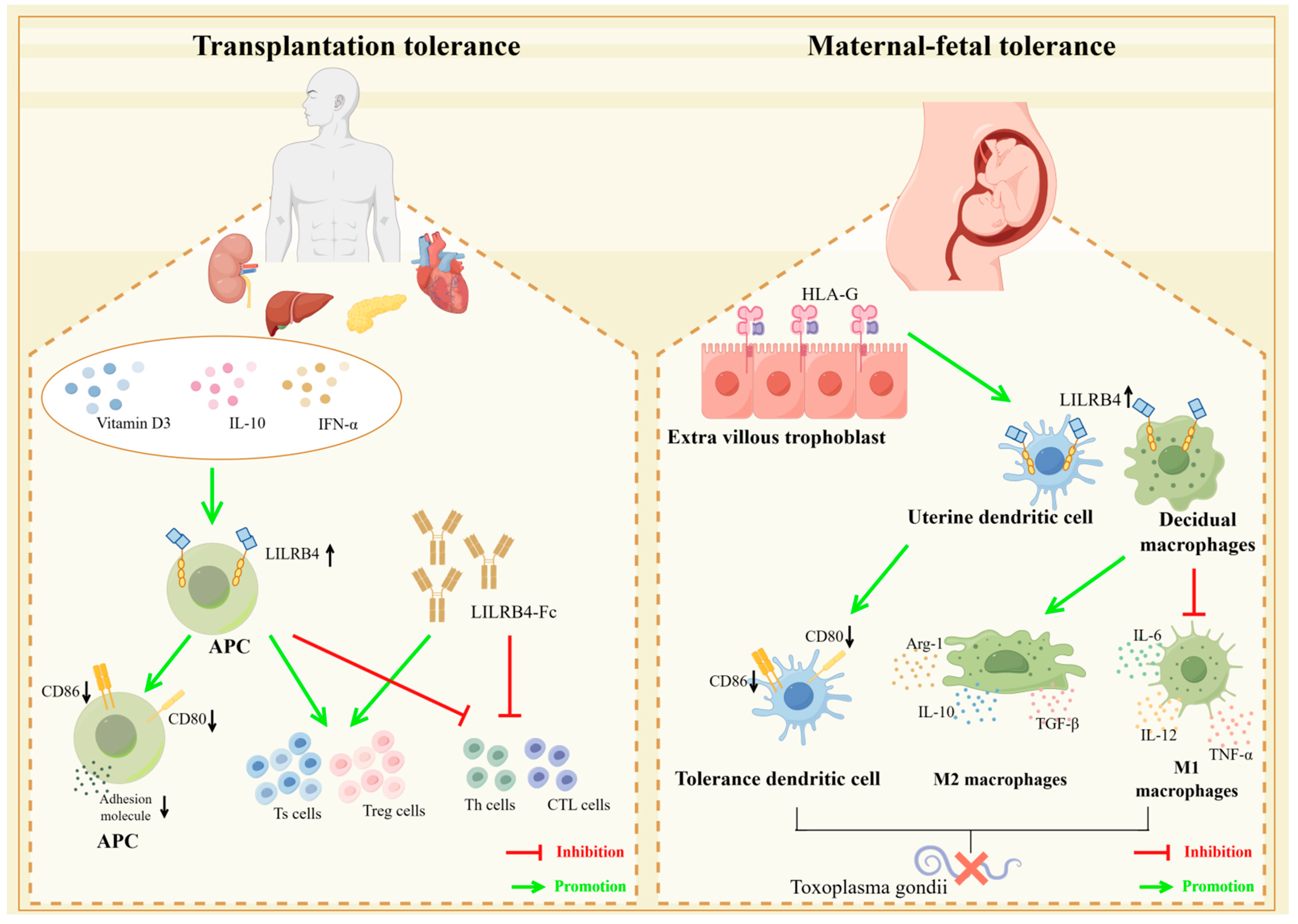 Biomolecules 14 00187 g005