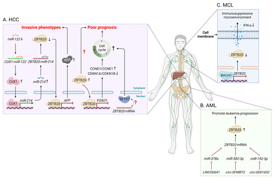 Zinc Finger and BTB Domain-Containing 20: A Newly Emerging Player in ...