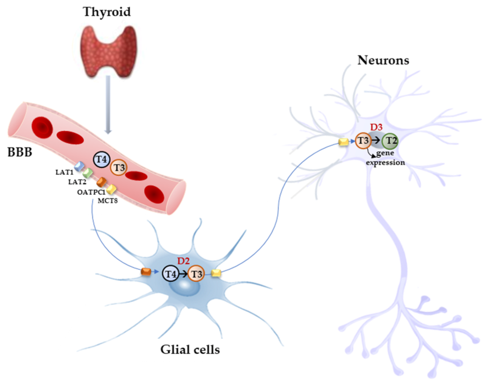 Biomolecules 14 00198 g002 Biomolecules 14 00198 g002