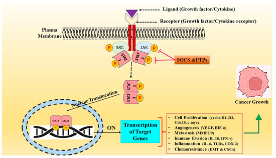 Terpenoid-Mediated Targeting of STAT3 Signaling in Cancer