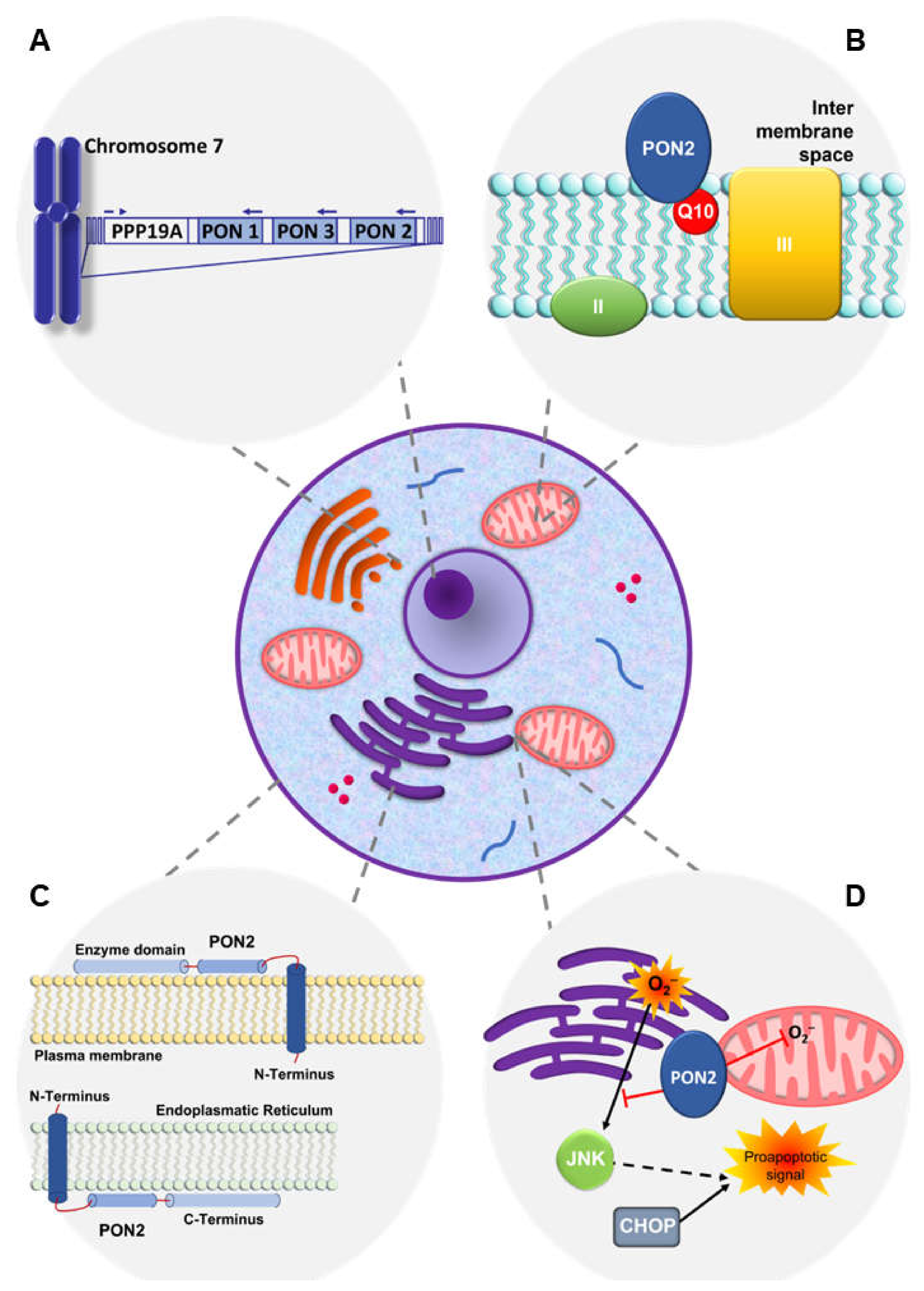 Biomolecules 14 00208 g001 Biomolecules 14 00208 g001