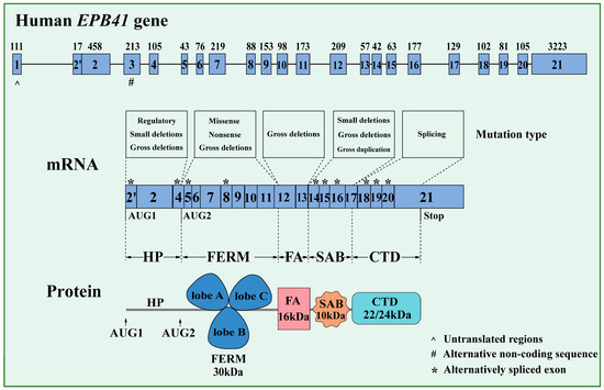 ＊E•R•K＊ Bonhams Cars : 1986 Kawasaki GPZ1000RX Frame no