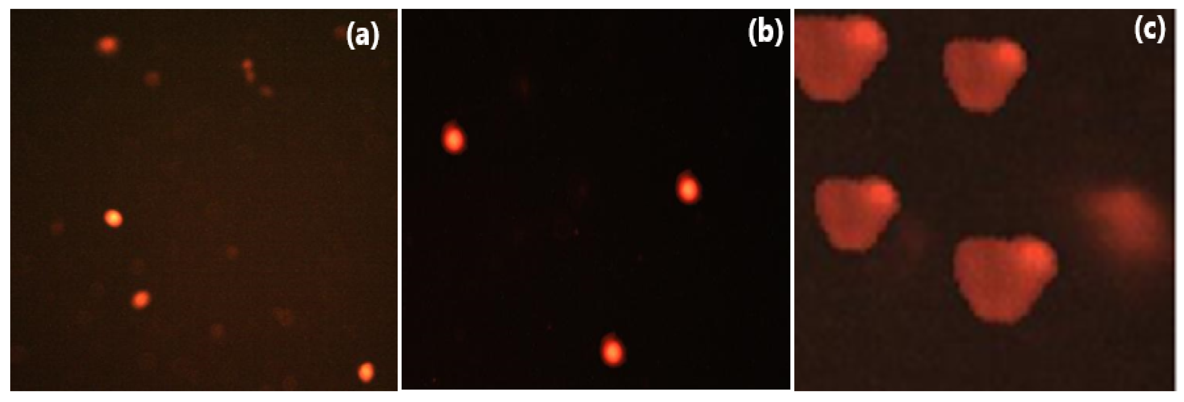 Biomolecules 14 00216 g008