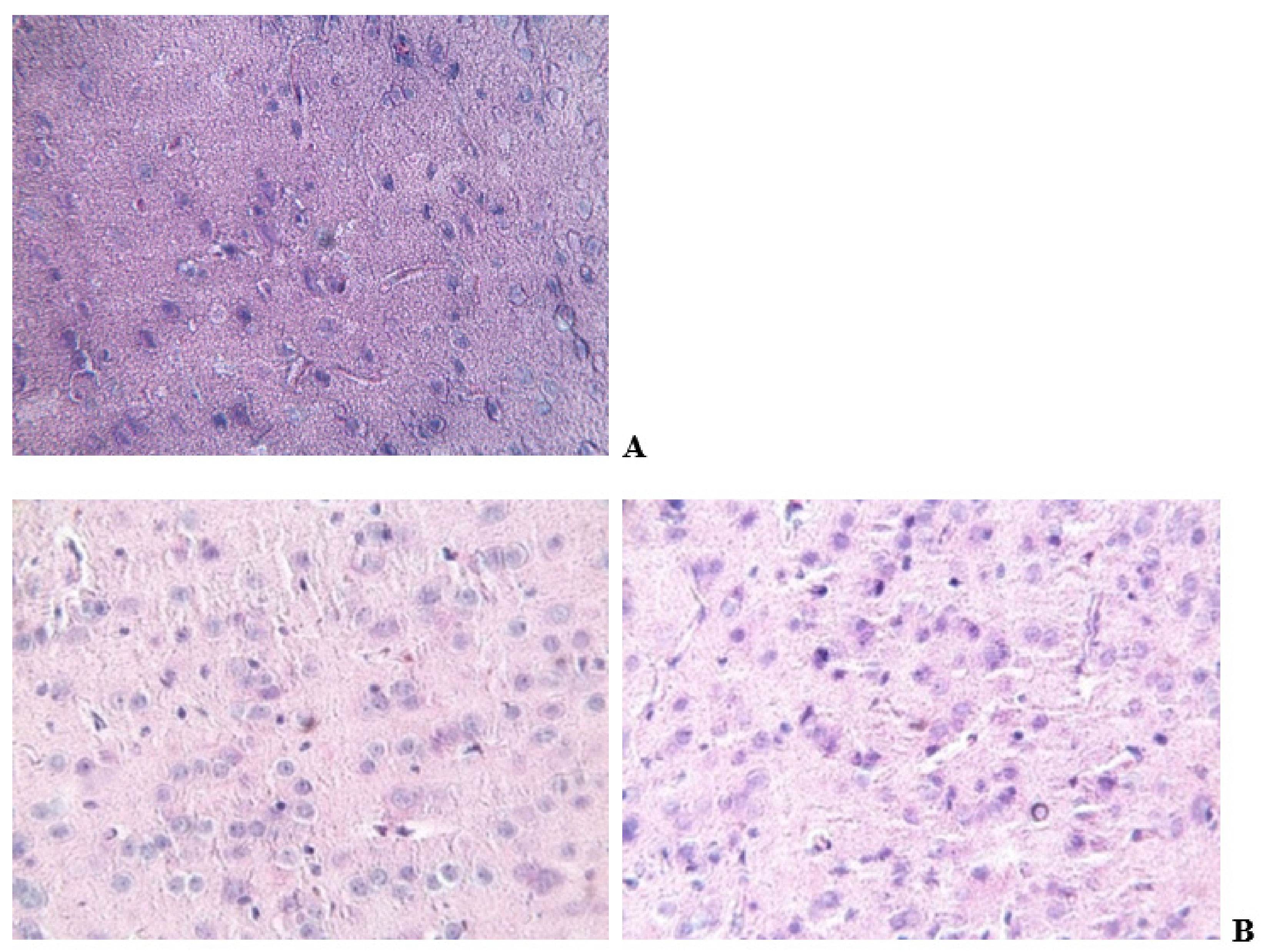 Biomolecules 14 00217 g004