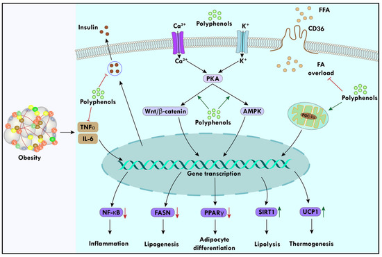 Polyphenols: Role in Modulating Immune Function and Obesity