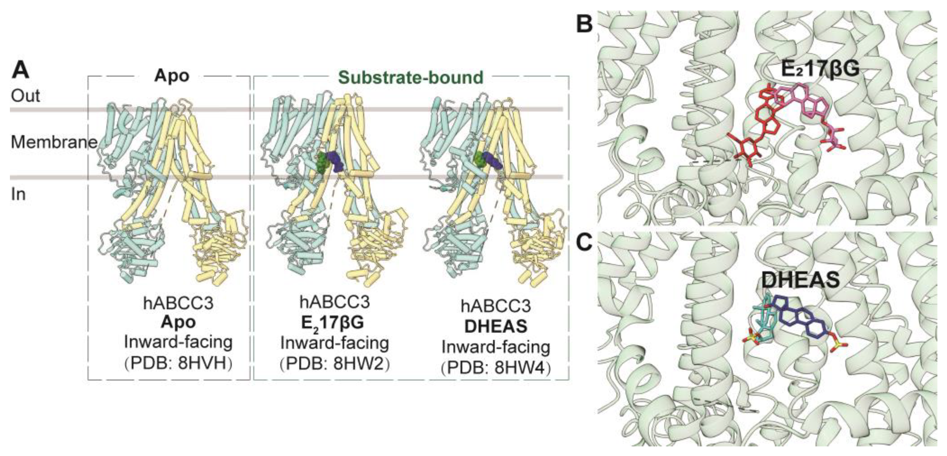 Biomolecules 14 00231 g005 Biomolecules 14 00231 g005