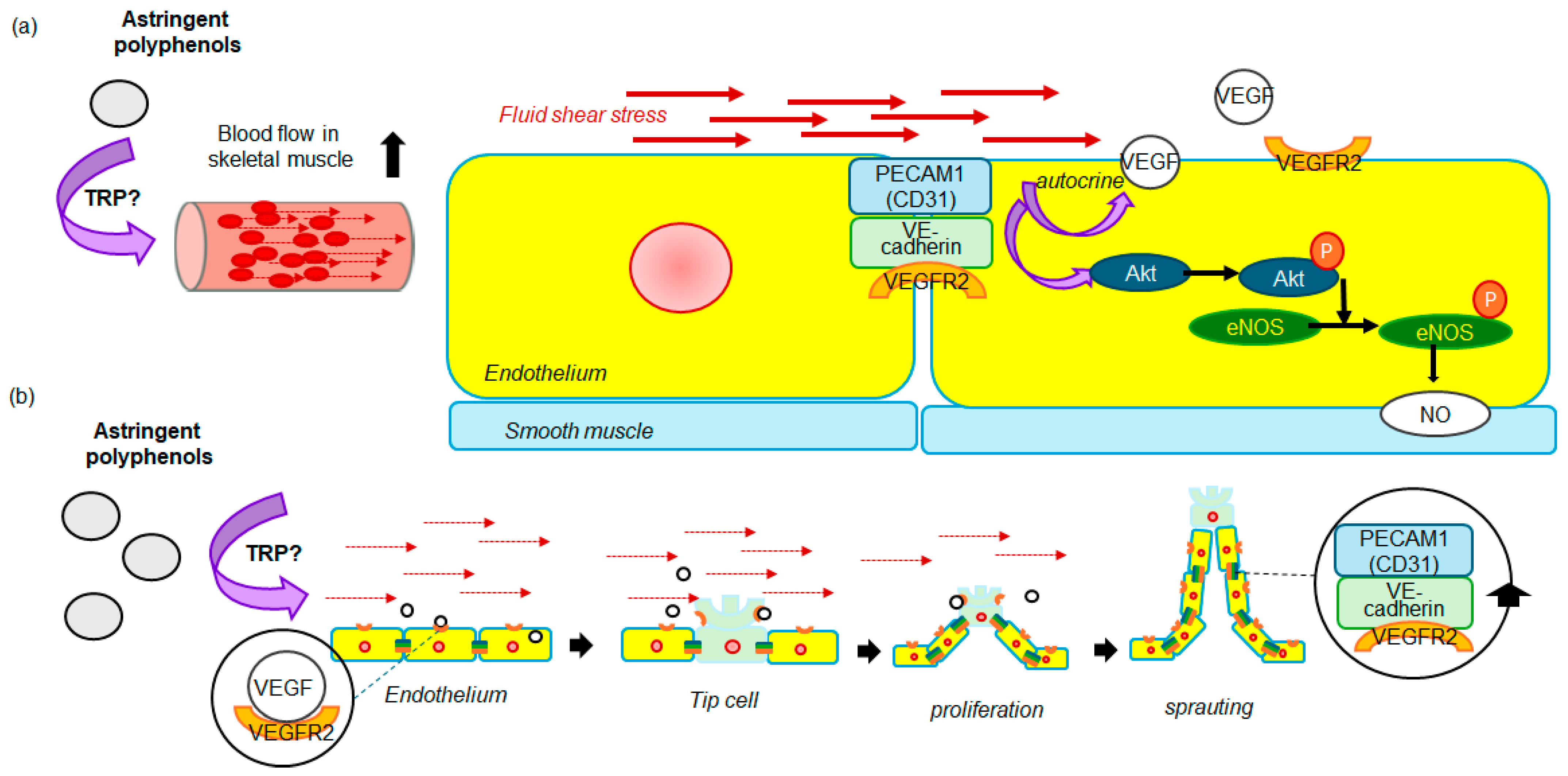 Biomolecules 14 00234 g004