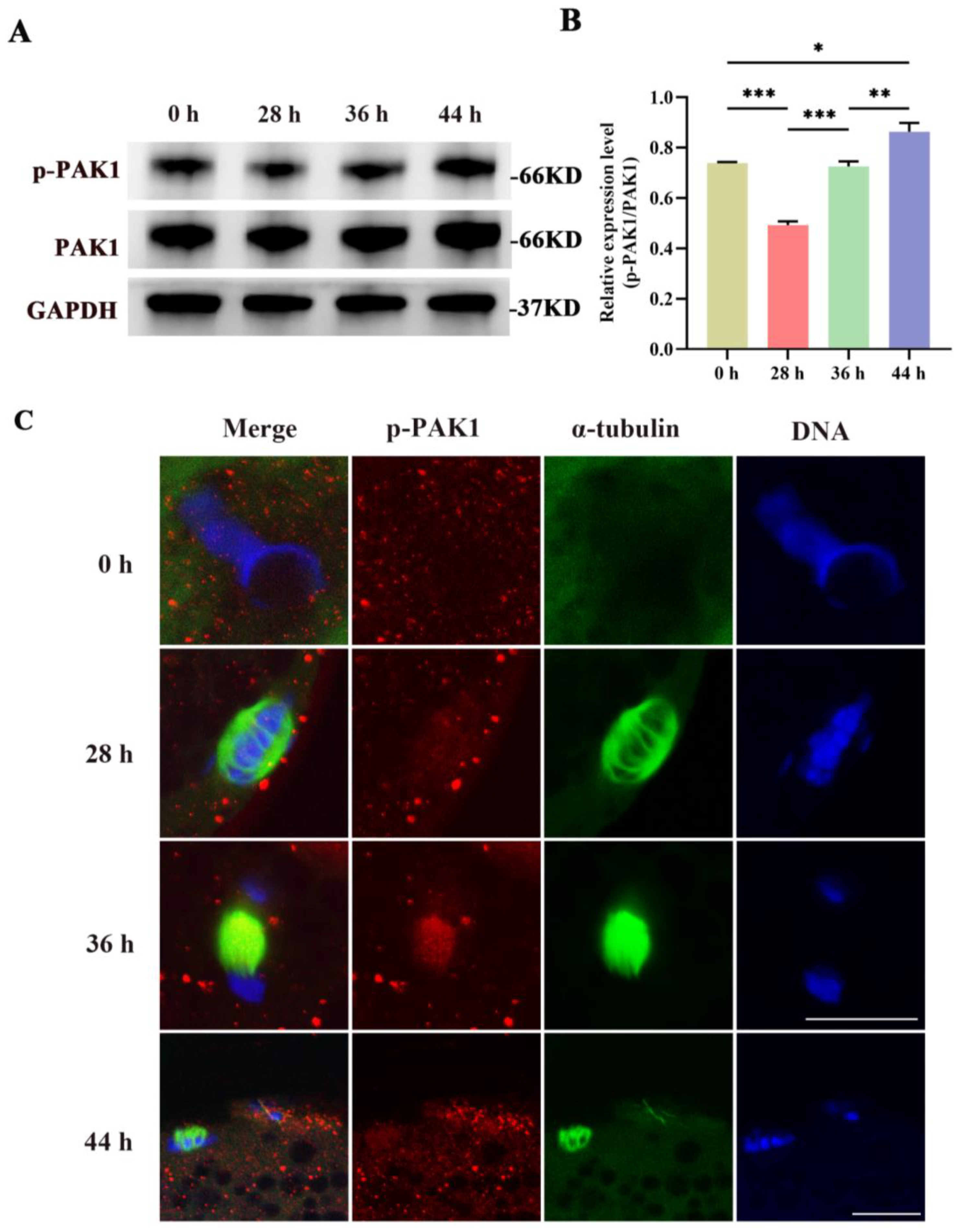 Biomolecules 14 00237 g001