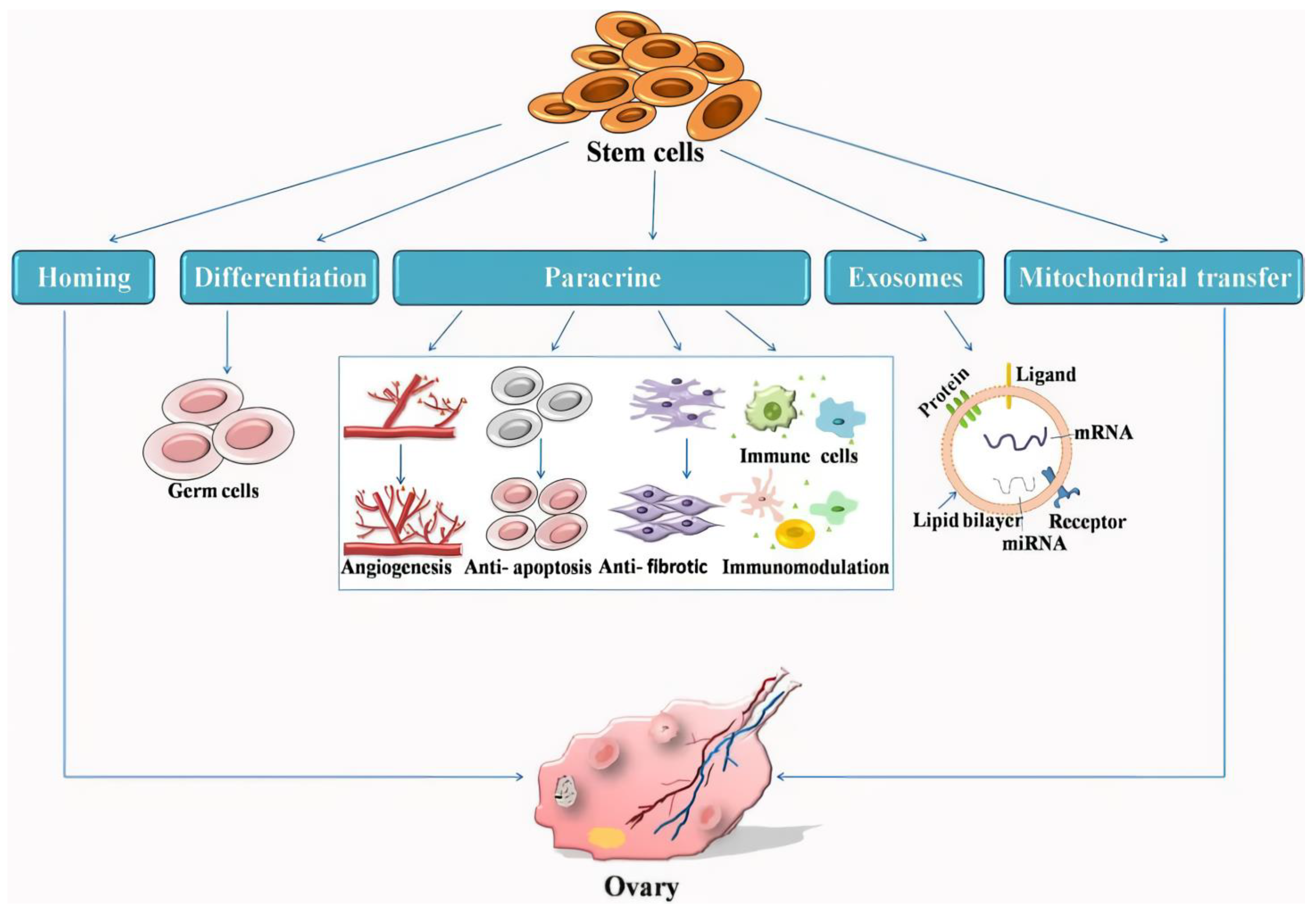 Biomolecules 14 00242 g001