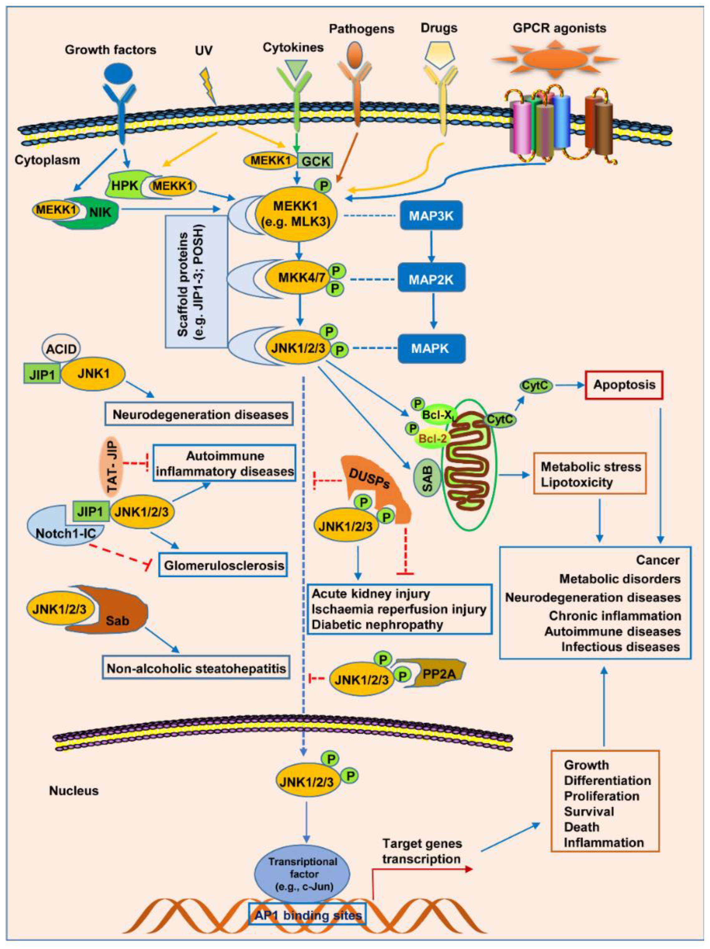 Biomolecules 14 00243 g004 Biomolecules 14 00243 g004