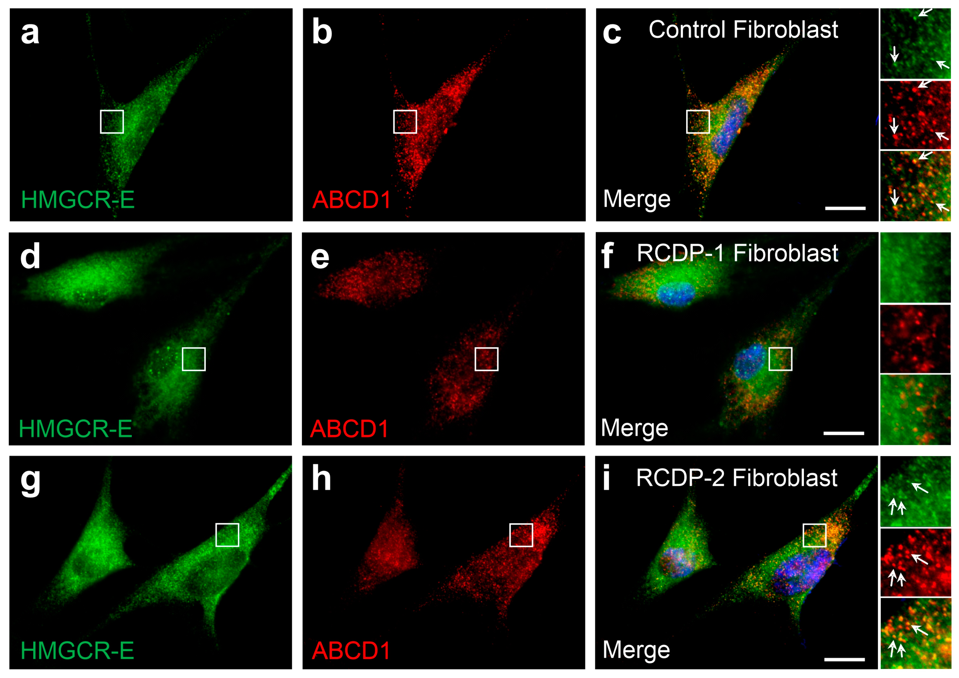 Biomolecules 14 00244 g005 Biomolecules 14 00244 g005