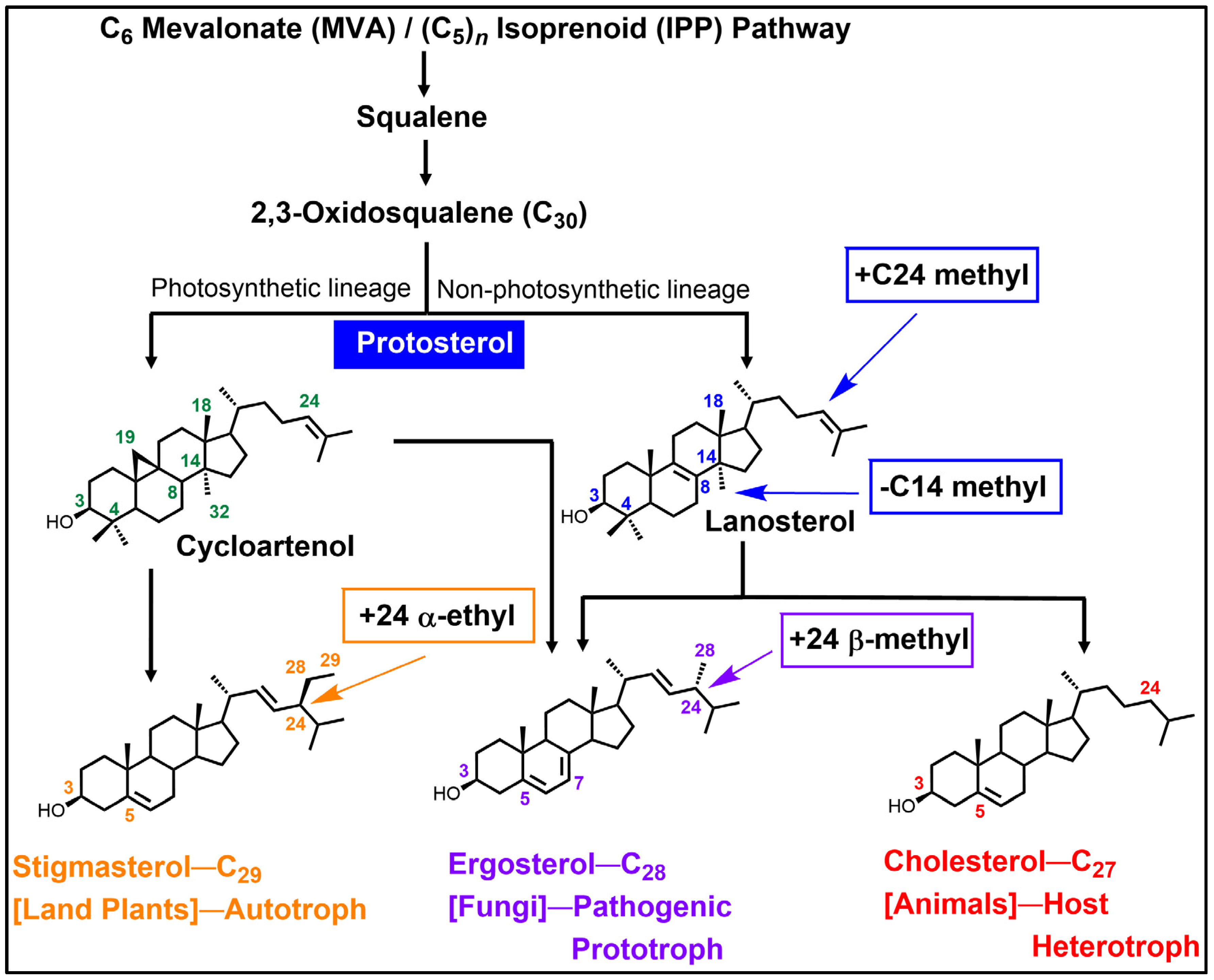 Biomolecules 14 00249 g001